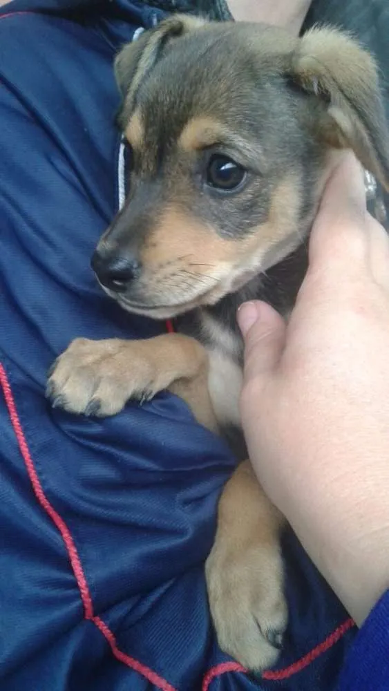Cachorro ra a SRD idade 2 a 6 meses nome Sem nome