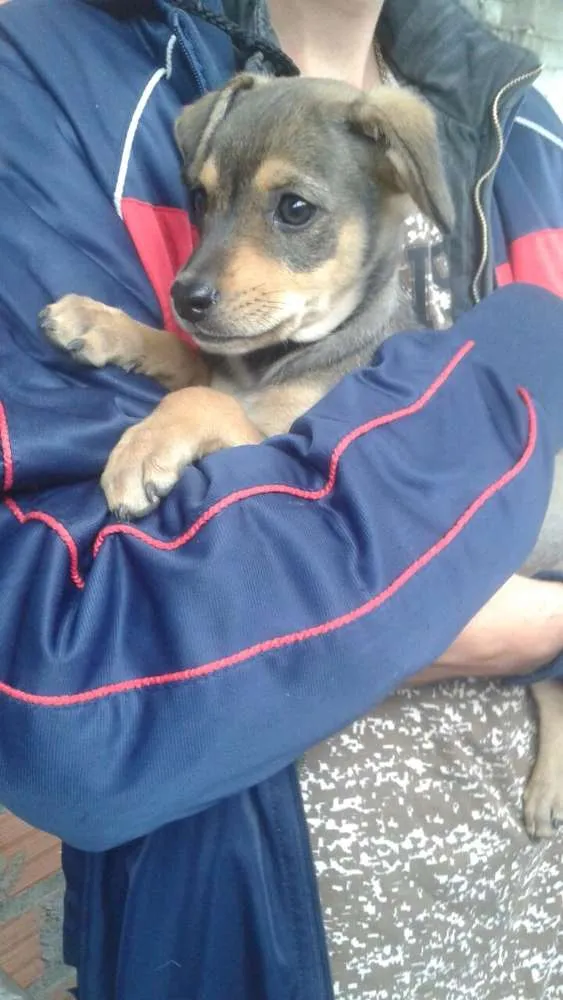 Cachorro ra a SRD idade 2 a 6 meses nome Sem nome