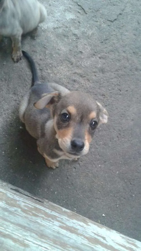 Cachorro ra a SRD idade 2 a 6 meses nome Sem nome