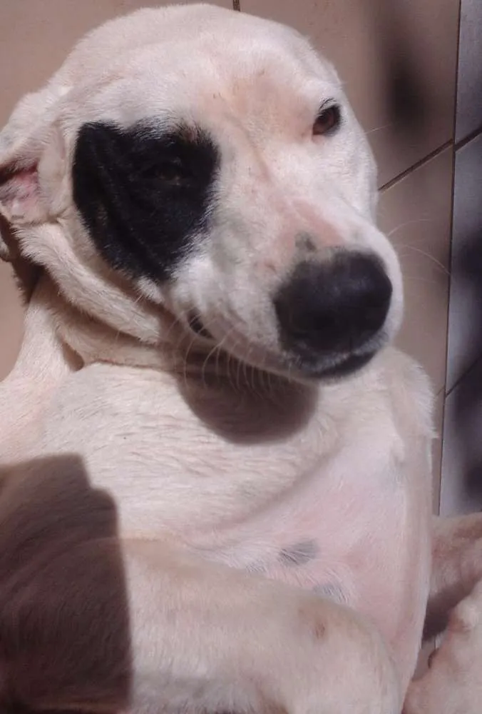 Cachorro ra a SRD idade 1 ano nome Branca e Lucky