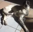 Branca e Lucky