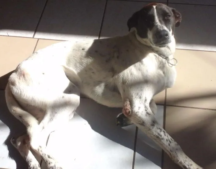 Cachorro ra a SRD idade 1 ano nome Branca e Lucky