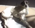 Branca e Lucky