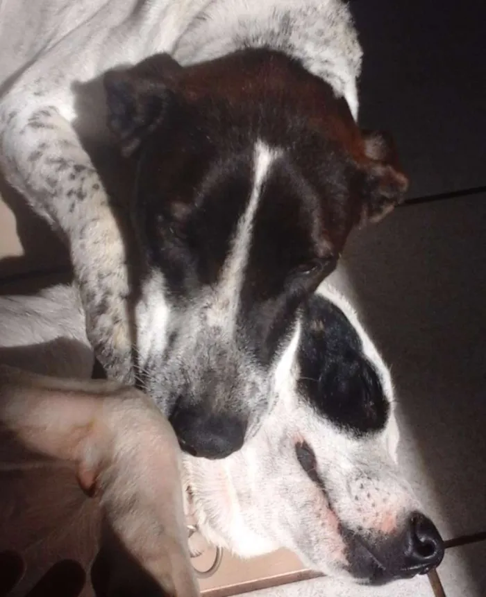 Cachorro ra a SRD idade 1 ano nome Branca e Lucky