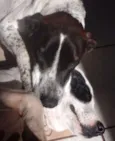 Branca e Lucky