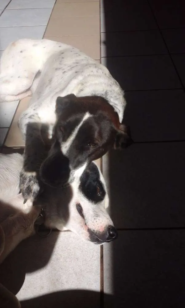Cachorro ra a SRD idade 1 ano nome Branca e Lucky