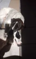 Branca e Lucky