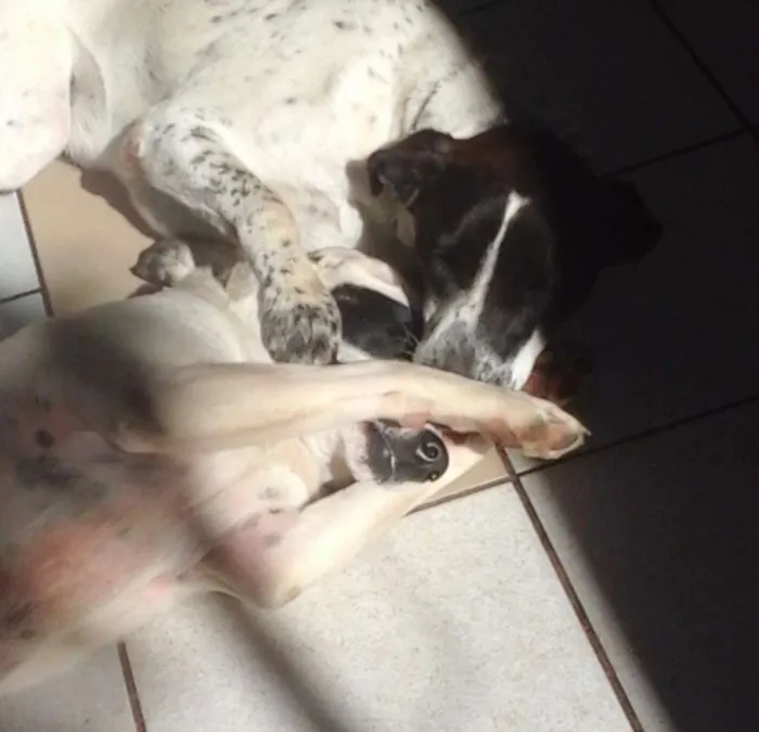 Cachorro ra a SRD idade 1 ano nome Branca e Lucky