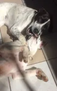 Branca e Lucky