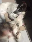 Branca e Lucky