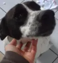 Branca e Lucky