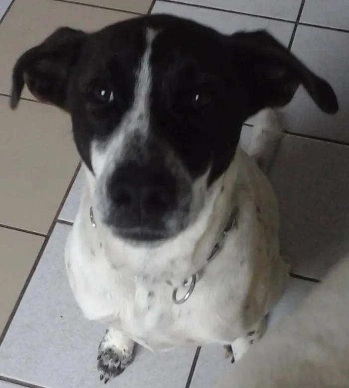 Cachorro ra a SRD idade 1 ano nome Branca e Lucky
