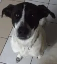 Branca e Lucky