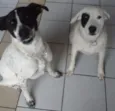 Branca e Lucky