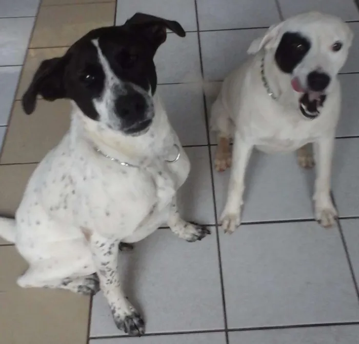 Cachorro ra a SRD idade 1 ano nome Branca e Lucky