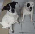 Branca e Lucky