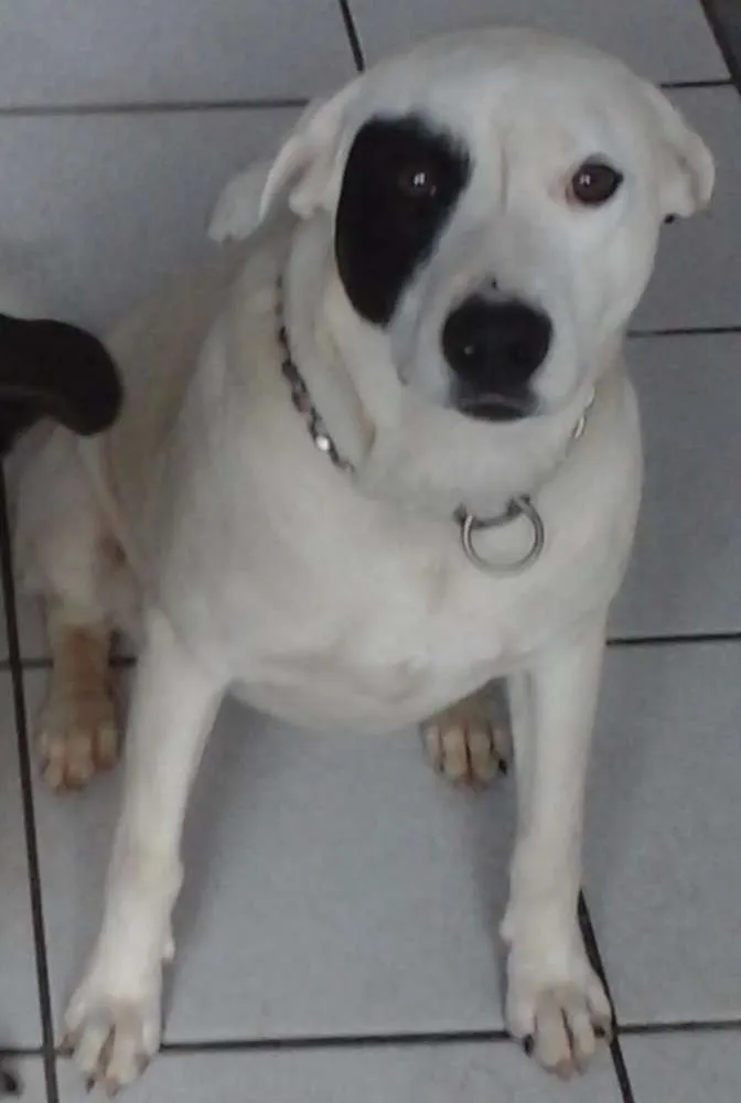 Cachorro ra a SRD idade 1 ano nome Branca e Lucky