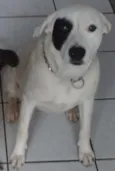 Branca e Lucky