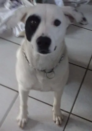 Cachorro raça SRD idade 1 ano nome Branca e Lucky