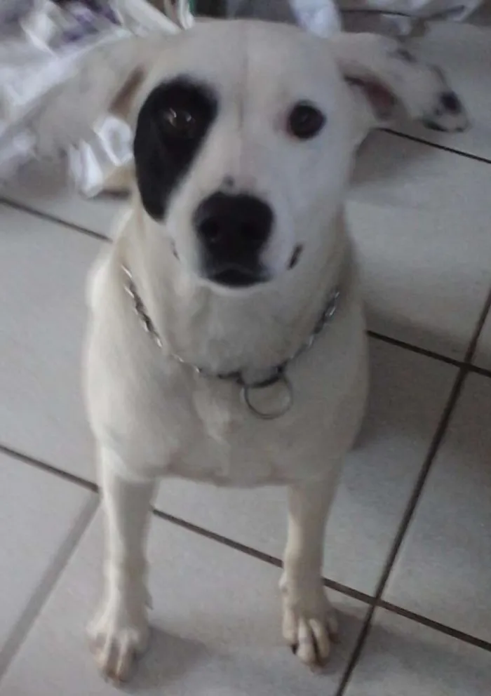 Cachorro ra a SRD idade 1 ano nome Branca e Lucky