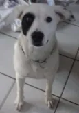 Branca e Lucky