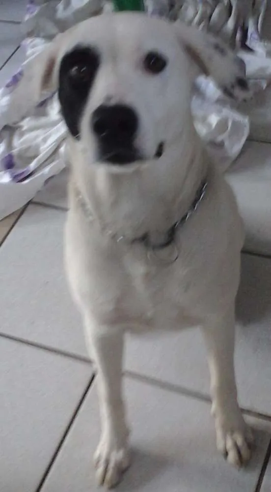 Cachorro ra a SRD idade 1 ano nome Branca e Lucky