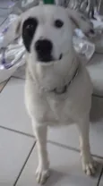 Branca e Lucky