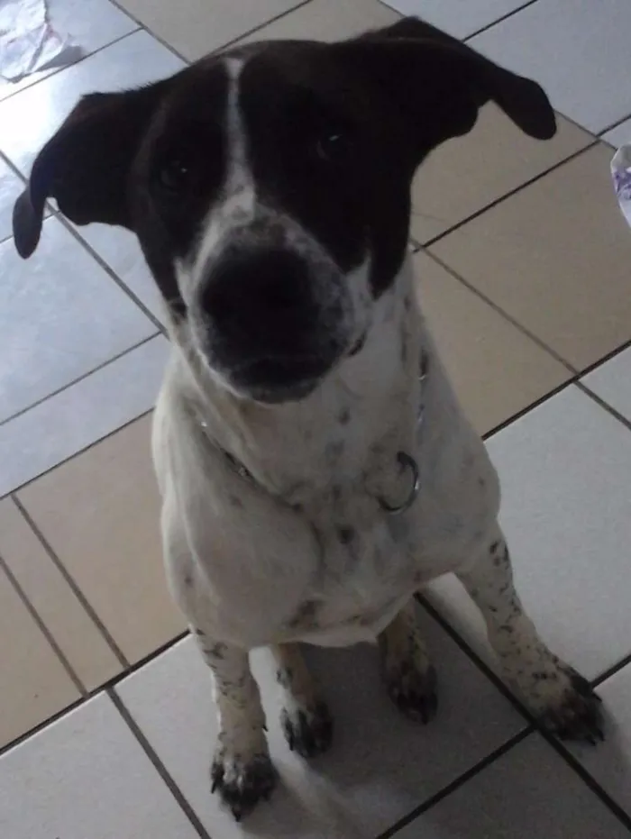 Cachorro ra a SRD idade 1 ano nome Branca e Lucky