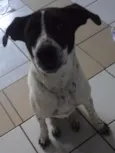 Branca e Lucky