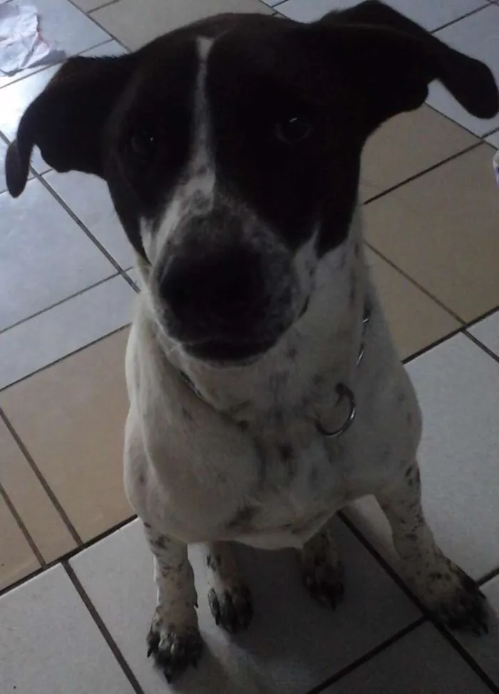 Cachorro ra a SRD idade 1 ano nome Branca e Lucky