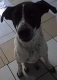 Branca e Lucky