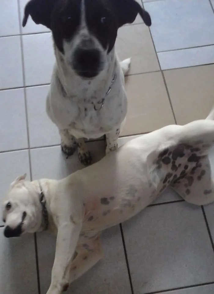 Cachorro ra a SRD idade 1 ano nome Branca e Lucky
