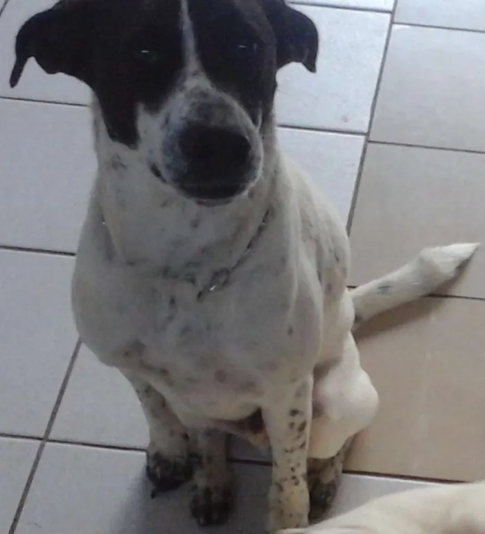 Cachorro ra a SRD idade 1 ano nome Branca e Lucky