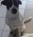 Branca e Lucky