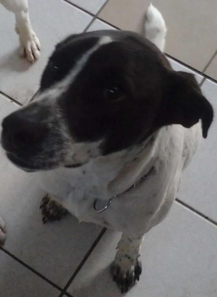 Cachorro ra a SRD idade 1 ano nome Branca e Lucky