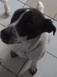 Branca e Lucky