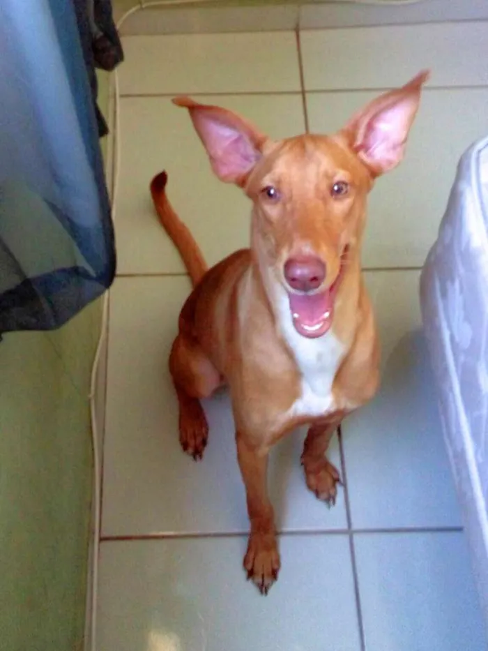 Cachorro raça ND idade 2 a 6 meses nome MEL