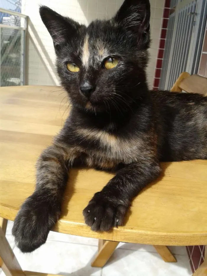 Gato ra a  idade 2 a 6 meses nome Carinhosa