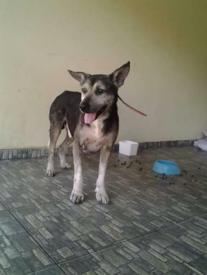 Cachorro ra a vira lata idade 6 ou mais anos nome Hércules