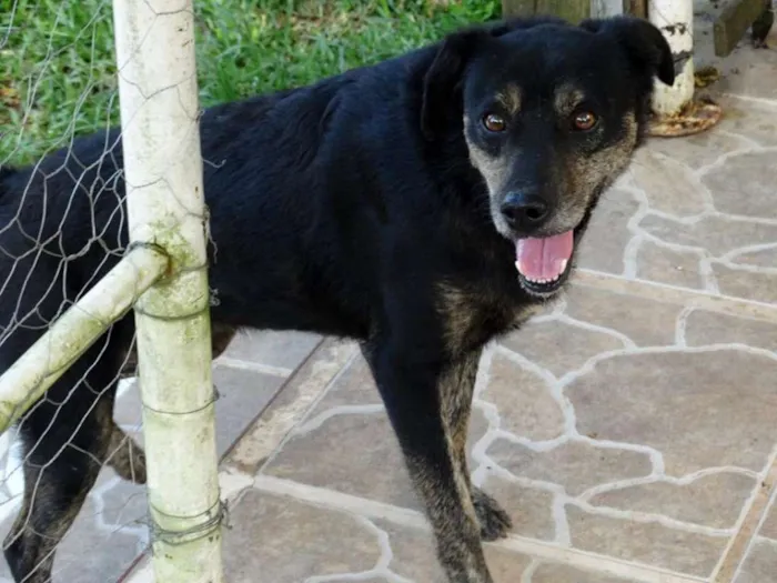 Cachorro ra a SRD idade 5 anos nome Hammer