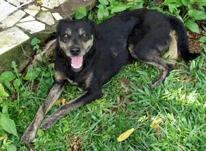 Cachorro ra a SRD idade 5 anos nome Hammer