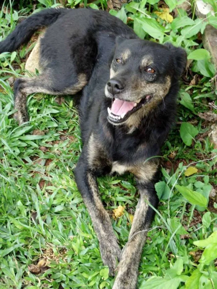 Cachorro ra a SRD idade 5 anos nome Hammer