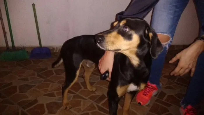 Cachorro ra a SRD idade 1 ano nome Pirulito