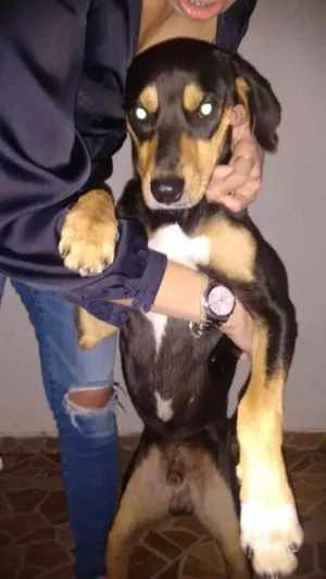 Cachorro raça SRD idade 1 ano nome Pirulito