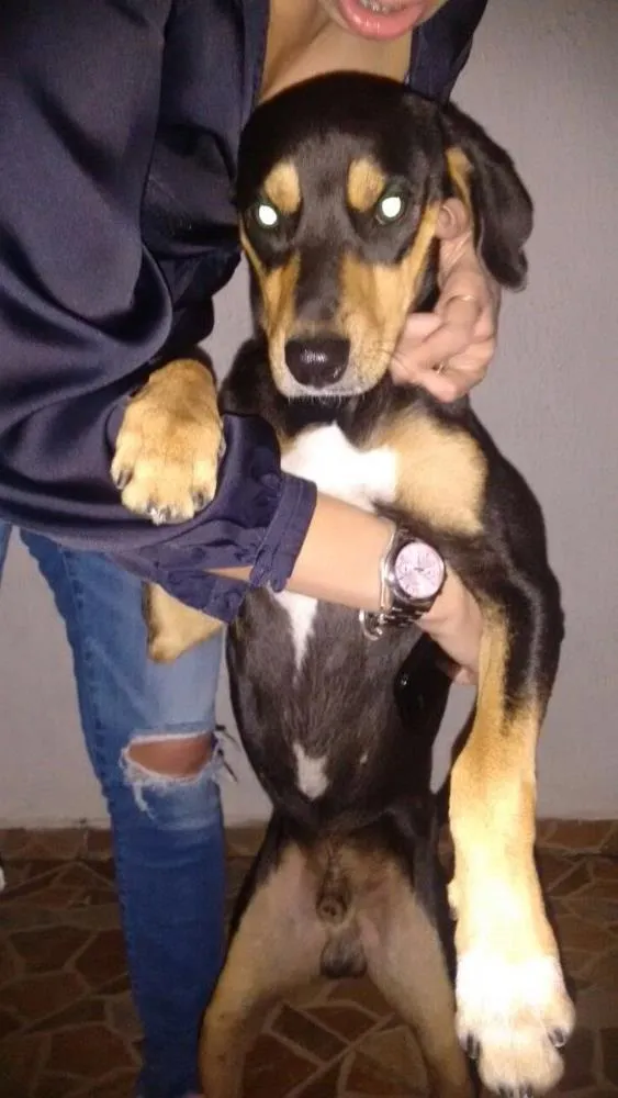 Cachorro ra a SRD idade 1 ano nome Pirulito