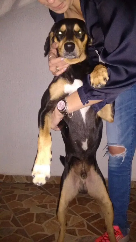Cachorro ra a SRD idade 1 ano nome Pirulito