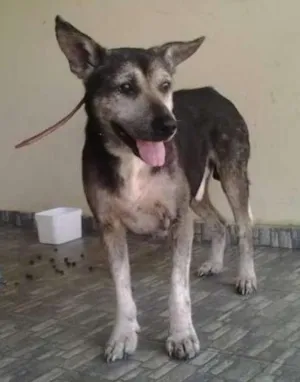 Cachorro raça vira lata idade 6 ou mais anos nome Hércules