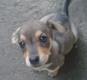 Cachorro raça SRD idade 2 a 6 meses nome Sem nome