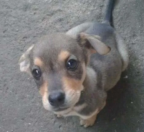 Cachorro ra a SRD idade 2 a 6 meses nome Sem nome