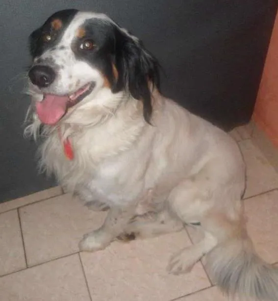 Cachorro ra a Vira lata idade 5 anos nome Bruce